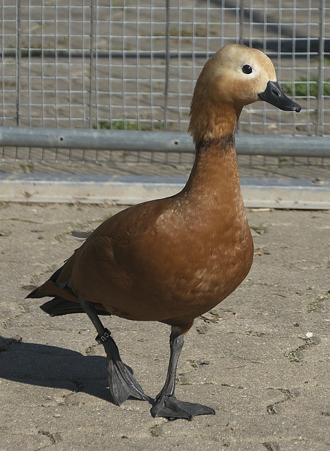 任何小的环